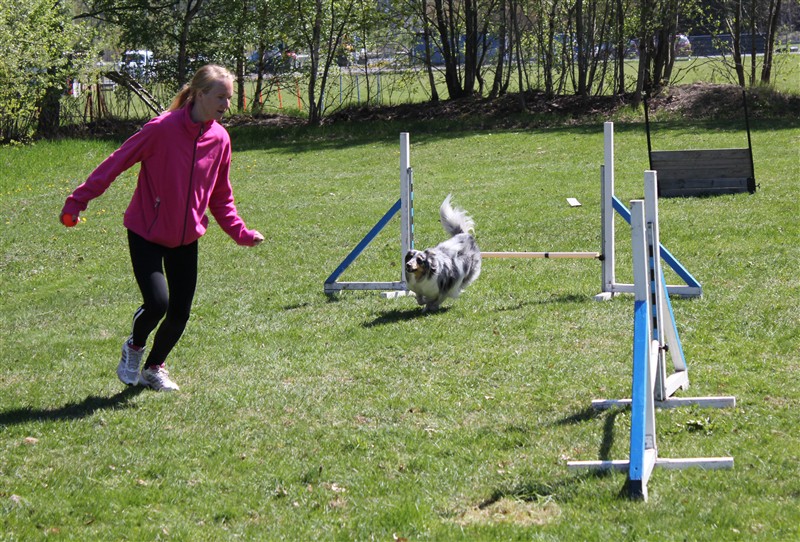 Resultat Fyrklövern 2011 Katrineholms Brukshundklubb